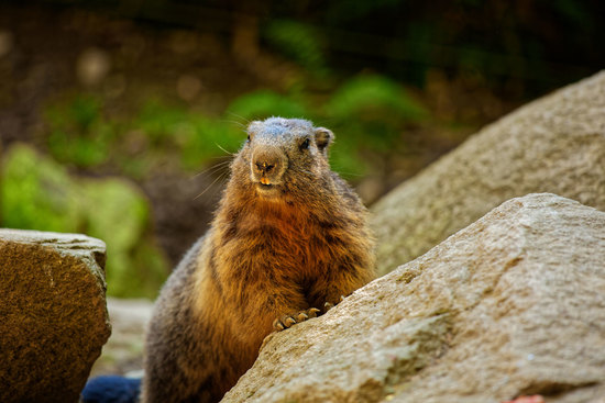 ©Parc Animalier des Pyrénées